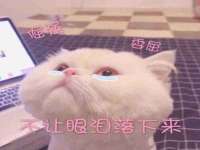 上海典恩灼网络科技有限公司