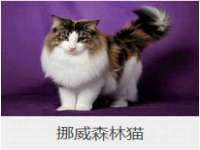 上海典恩灼网络科技有限公司